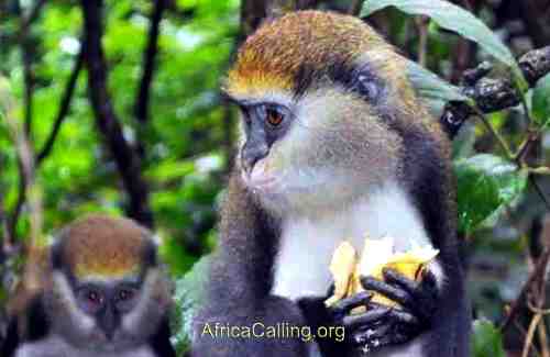 tafi atome monkeys ghana wildlife adventure tour A